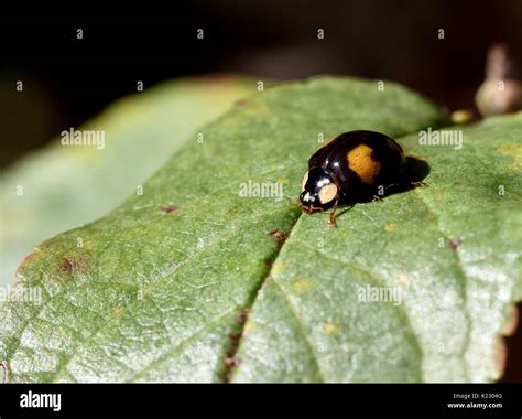 The invasive 2 spotted Harlequin Ladybird Stock Photo - Alamy