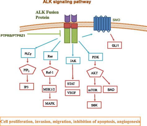 Alk Signaling Pathway