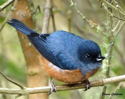 Cinnamon Bellied Flowerpiercer Diglossa Baritula Photo Call And Song