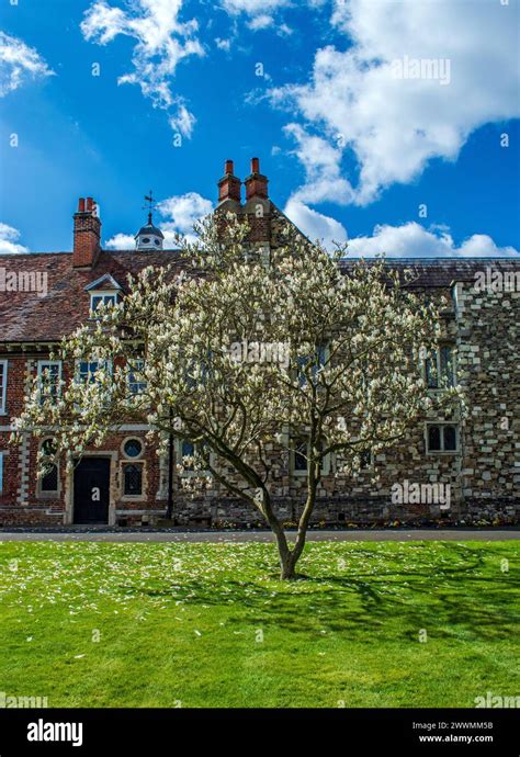 Magnolia Tree On The Large Lawn At Hall Place Bexley Kent England