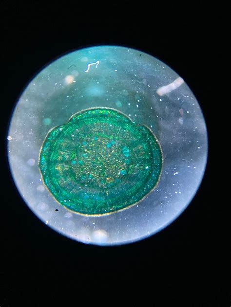 Observation Au Microscope 🔬