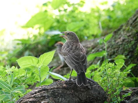 bigger cowbird backyard