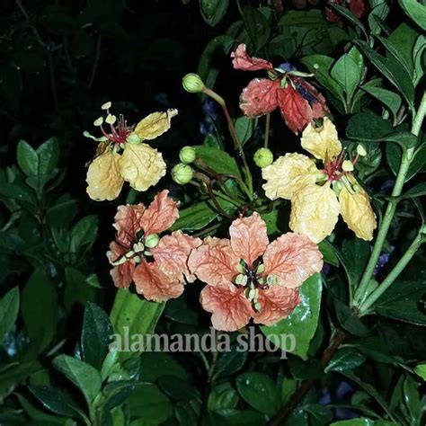 Jual Tanaman Bauhinia Kockiana Di Seller Tokobibitid Sidomulyo Kota