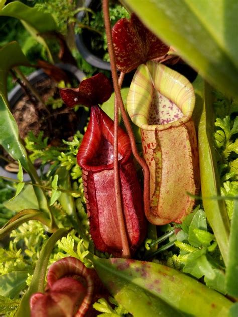 Nepenthes Thorelii D X Veitchii Bario Carnivorous Plants Pitcher