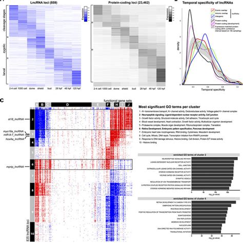 Temporal Expression Profiles Of Lncrna Genes Compared To Protein Coding