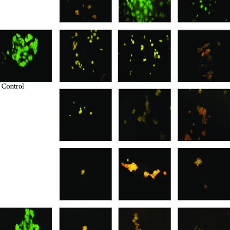 Fluorescence Microscopic Observations Of Mcf 7 Cells Treated With Download Scientific Diagram