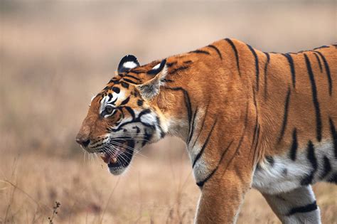 Pench Tadoba And Kanha Photo Safari Tiger Tour