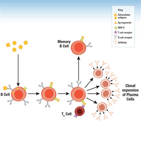 Antibody Essentials 第 2 部分：多样性和分类