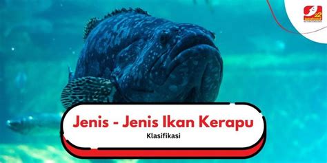 Jenis Ikan Kerapu Di Indonesia Yang Perlu Diketahui Seafood22