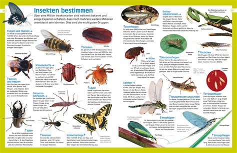 Memo Wissen Entdecken Insekten Dk Verlag