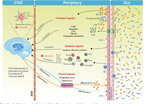 Figure 1 From Braingutmicrobiota Axis In Depression A Historical Overview And Future