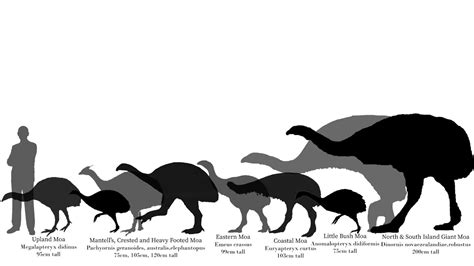 Moa(Dinornithiformes) Size Chart by zoobuilder21 on DeviantArt