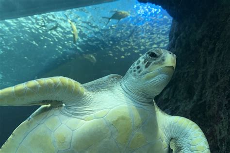 Two Oceans Aquarium | How to tell the difference between turtle…