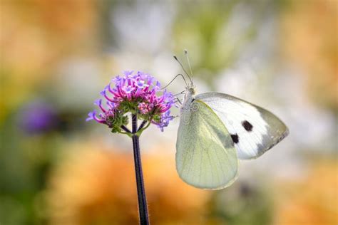 Grande Borboleta Branca Pieris Brassicae Em Campo Tricautia Arvensis