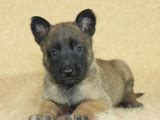 Chiots Bergers Malinois LOF à réserver Petite Annonce chien