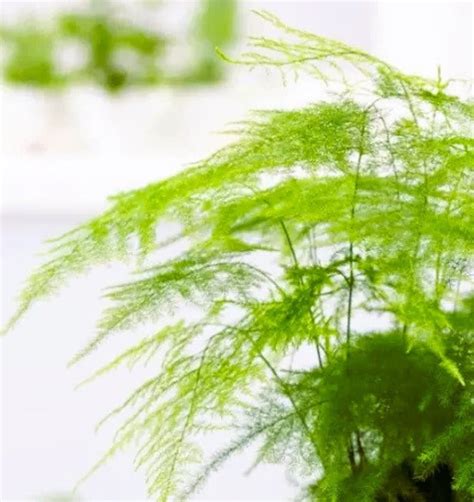 20 Asparagus Plumosa Nana Fern Seeds Pulmosus Nanus Lace Fern Indoor