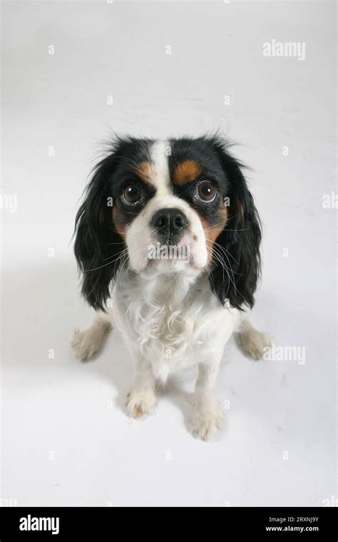 Cavalier King Charles Spaniel, tricolour Stock Photo - Alamy