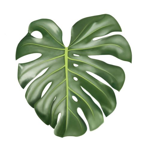 Swiss Cheese Plant | Monstera Deliciosa | Greenwood Nursery