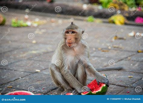 Familia De Macaque De Cola Larga De Los Fascicularis Del Macaca