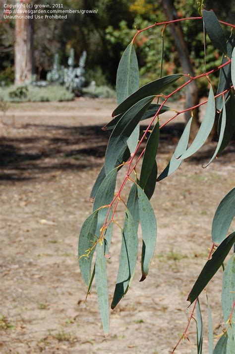 Plantfiles Pictures Adaminaby Snow Gum Weeping Snow Gum Eucalyptus