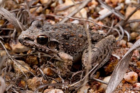 "Bumpy Rocket Frog ( Litoria inermis ) Atherton Tableland Northern Queensland Oz" by john ...