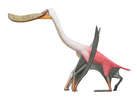 Pterodaustro Pteros South Americas First Filter Feeding Pterosaur