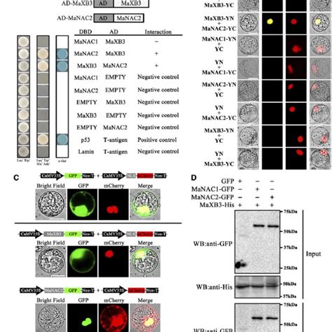 Maxb Interacts With Manac In Vitro And In Vivo A Yeast Two Hybrid