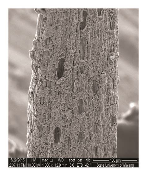 SEM Photomicrographs Of Corn Husk Fibers 5 NaOH Treated A Surface