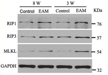 Mlkl Antibody Affinity Biosciences