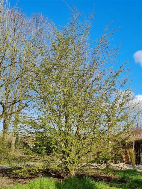 Meerstammige Perzisch Ijzerhout Kopen Brienissen Nl De Grootste