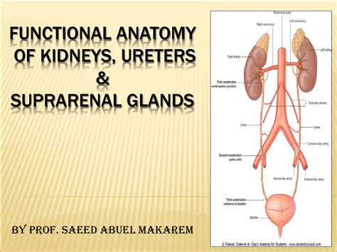 Kidney Ureter Anatomy