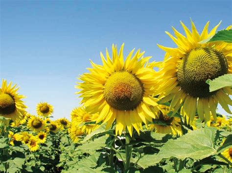 Lg Ho Oleico Semillas De Girasol De Semillas Lg Limagrain