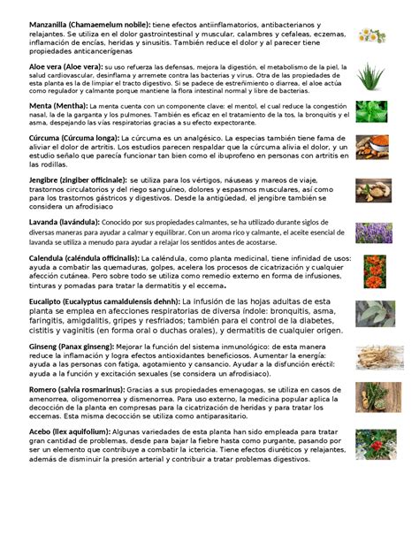 Plantas Medicinales Y Sus Usos Apuntes De Biología Docsity