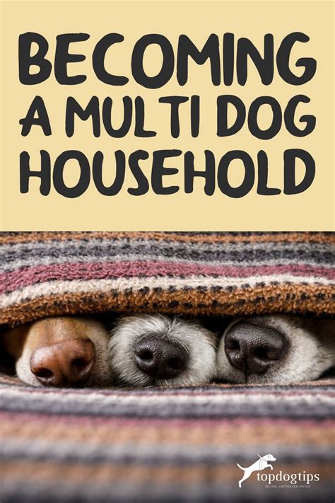 At Least Two Or Three Out Of Five People Take Care Of Multiple Dogs