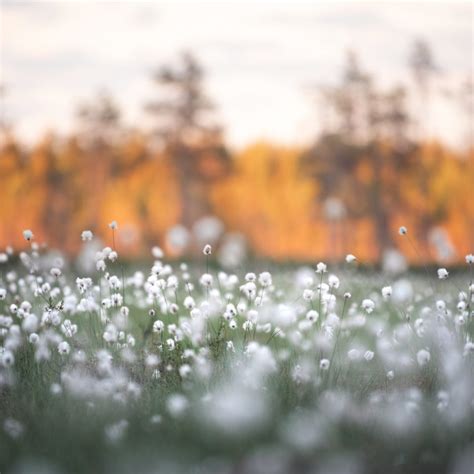 Visit Salla – in the middle of nowhere in Lapland, Finland