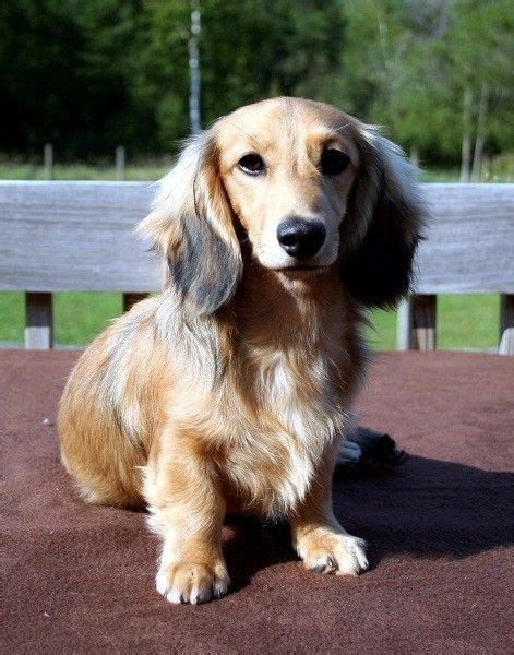 12 Long Haired Miniature Dachshund Facts That Ll Impress You Toy Dachshund Dachshund Facts