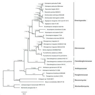 Best Maximum Likelihood Phylogeny Inferred With Iq Tree From A