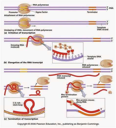 bio 4 eva: Transcription (Synthesis of RNA)