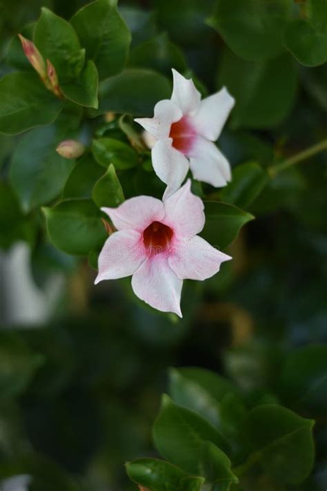 Dipladenia (Mandevilla) stock image. Image of kubelpflanze - 270635803