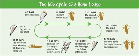 Life Cycle Of Head Lice Diagram