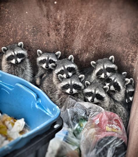 Trash Pandas Trashing Around At My Work A Month Ago Rpics