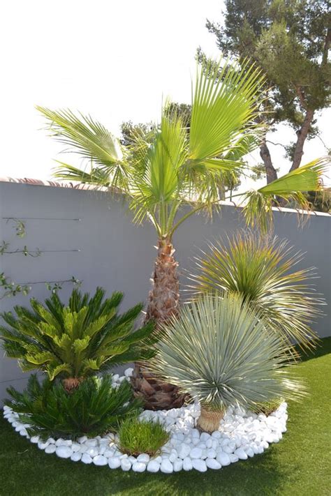 Transformez Votre Jardin En Paradis Tropical Avec Des Palmiers Exotiques