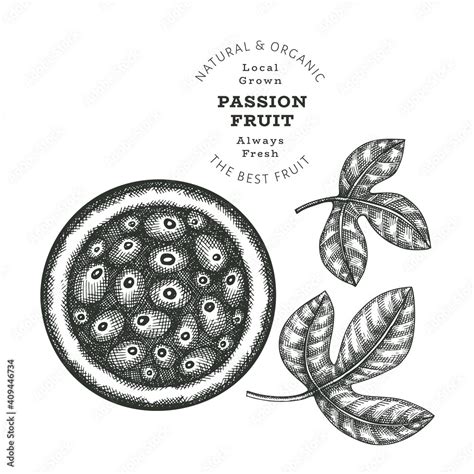 Hand Drawn Sketch Style Passion Fruit Organic Fresh Food Vector