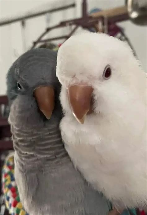 What is an Albino Quaker Parrot? - Birdaddicts