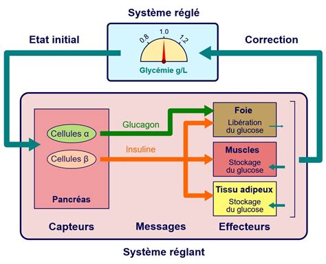 La Glyc Mie Taux De Glucose Dans Le Sang Est Un Qcm N