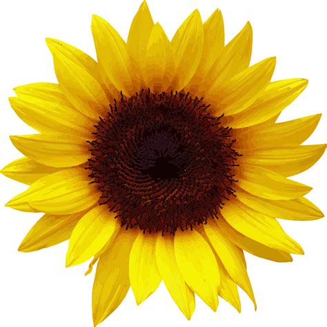 Blume Sonnenblume Sommer - Kostenlose Vektorgrafik auf Pixabay