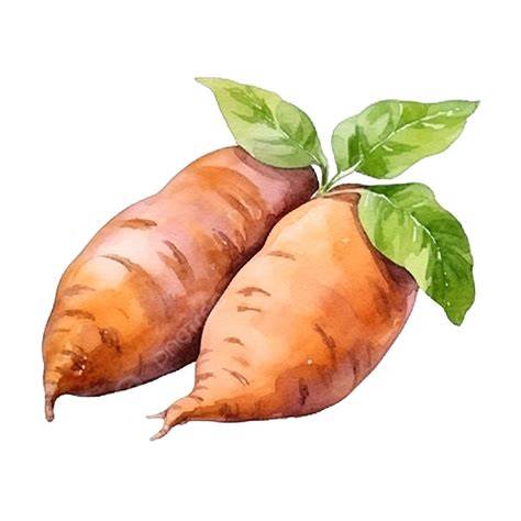 Watercolor Sweet Potato Sweet Potato Watercolor Png Transparent