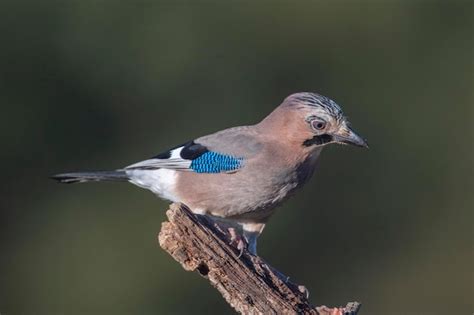 Premium Photo Eurasian Jay Garrulus Glandarius Cordoba Spain