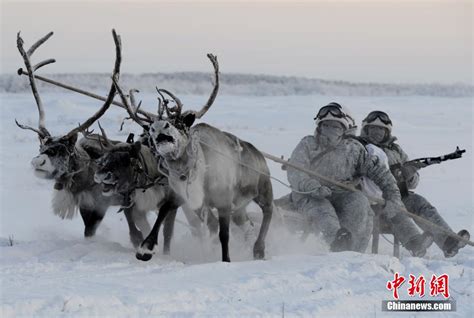 Russian Soldiers Conduct Winter Training With Reindeers Cn