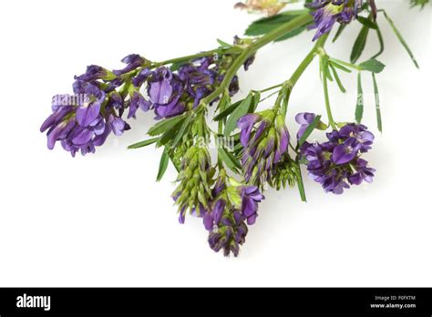 Luzerne Medicago Sativa Stock Photo Alamy